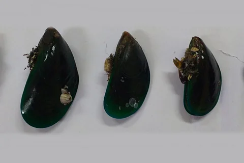 Microplastics dumped in the sea are ending up inside mussels on Chennai coast