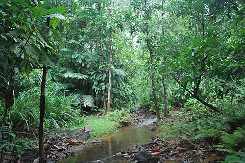 Myristica swamps