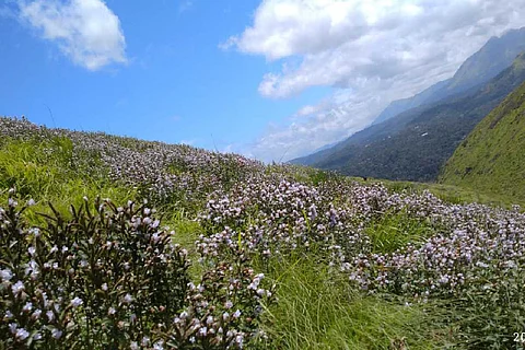 Neelakurinji bloom