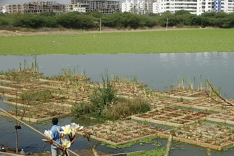 With 3,500 saplings, floating islands help rejuvenate Hyd Neknampur Lake