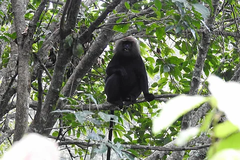 Habitat loss and poaching threaten the survival of the elusive Nilgiri langur