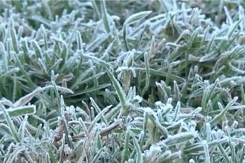 Temperature in TN's Ooty dips to 2ºC, frost and fog envelops town