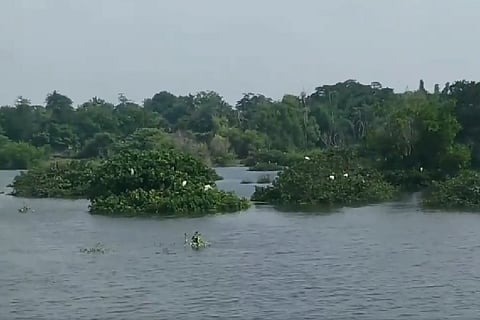 'Water, birds are back’: How forest officials revived a dried-up lake in Chennai zoo