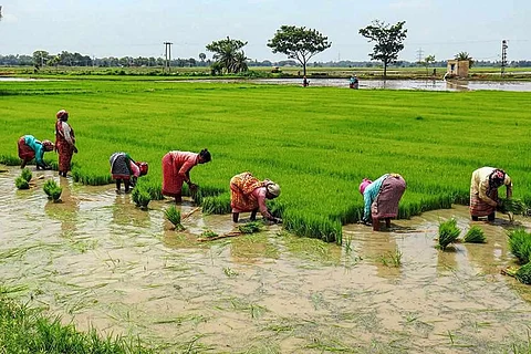 Women farmers working in paddy field
