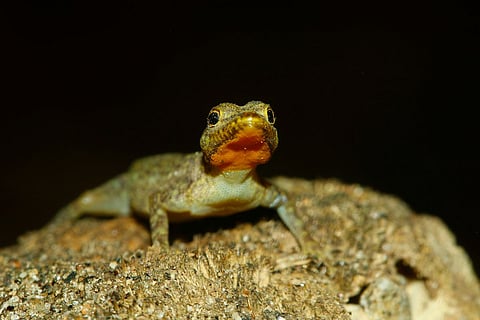 Palakkad dwarf gecko