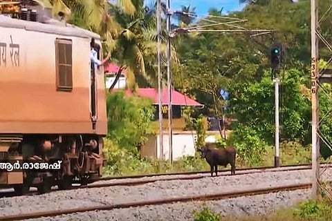 Cow standing in front of a moving train