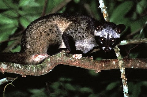Kozhikode’s palm civets give Priyanka Gandhi a scare but it points to an ecological crisis