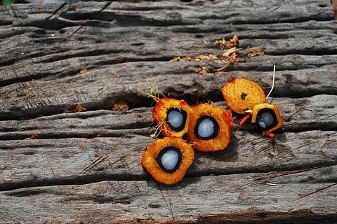 Palm oil fruit