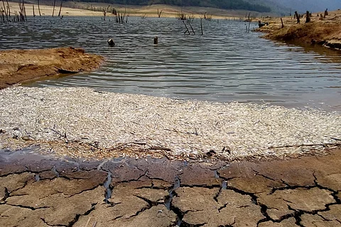 Water in TN's Papanasam dam reduces to 10 feet, protests break out in Tirunelveli