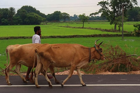 Parandur Airport Row