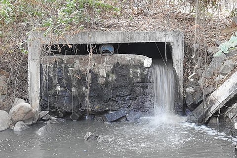 Peacock Lake at UoH is turning toxic, and is a potential hazard to campus wildlife, say activists