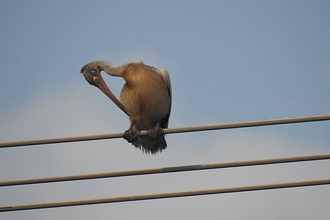 Pelicans nesting on power transmission towers in Chennai's wetlands, warn activists