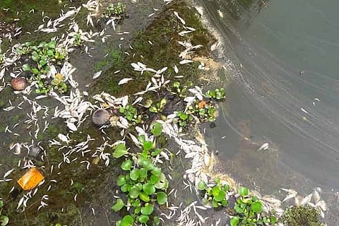 How a pristine Kerala island transformed into world’s top toxic spot