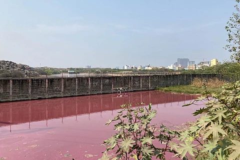 Water in the lake adjoining Perungudi landfill has turned pink