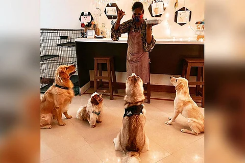 An image of dogs at The Pet Cafe, Hyderabad