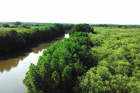 Pichavaram Mangrove Forest