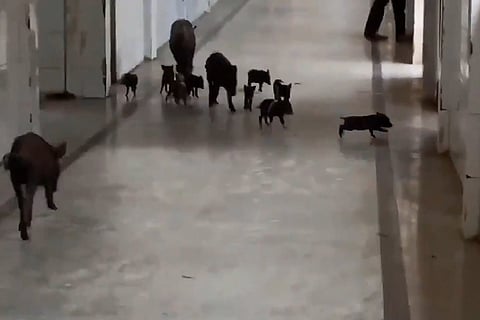 Video: Pigs roam freely in designated COVID-19 Kalaburagi district hospital