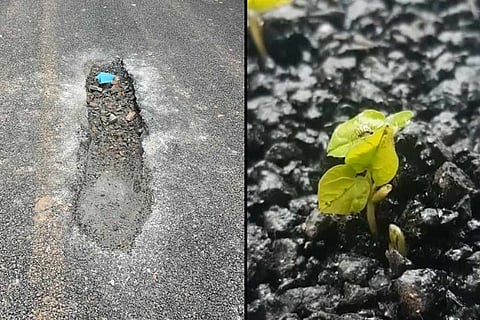 Plants sprout on newly constructed road