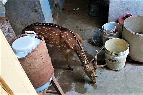 Soaring heat and dry lakes are driving animals out of Pocharam Wildlife Sanctuary