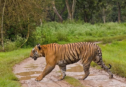 Bandipur's celebrity tiger, Prince, dies of old age