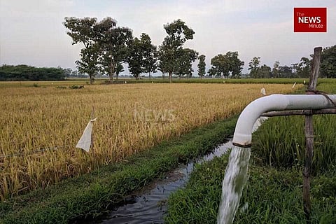 Paddy fields
