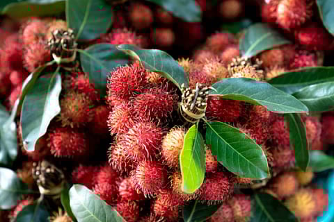 Rambutan fruit