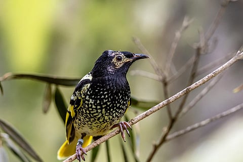 Why an endangered bird species has changed its song