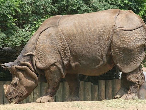 One more rhino killed in Assam: Why have rhino horns been in demand for centuries?