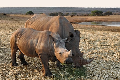 India's militant rhino protectors are challenging traditional views of how conservation works