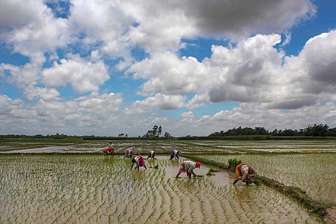 Farmers plant rice saplings in a paddy field