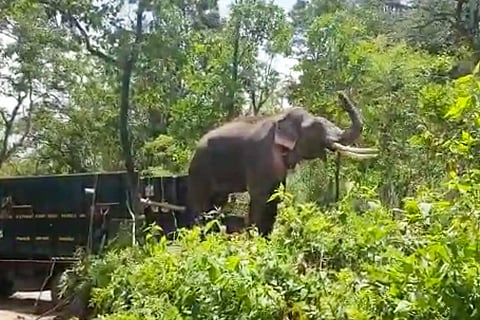 Elephant Rivaldo being freed into the forest by TN forest department on Aug 2