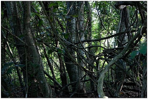 Saving a 200-year-old sacred grove in Kerala hinges on CM Pinarayi’s decision