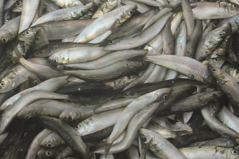 Why the sardine, a staple fish of Kerala, turned into a high-priced commodity