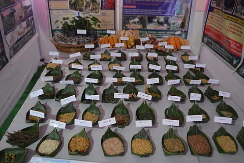 Seed festival image