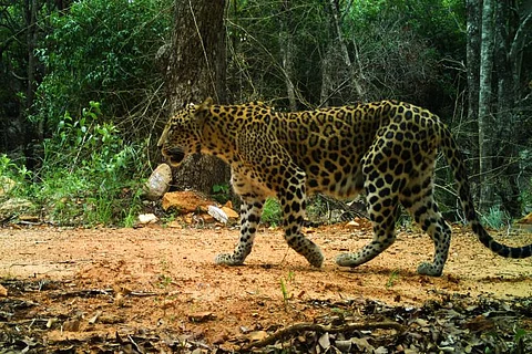 TTD releases pics of rare wildlife in AP’s Seshachalam, but forest officials wary