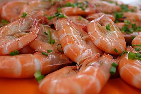 Shrimp