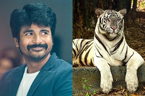Actor Sivakarthikeyan adopts Chennai zoo’s white tigress