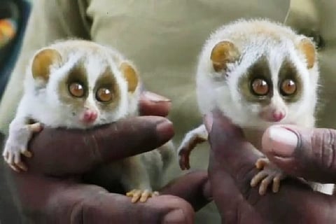 Slender Lorises