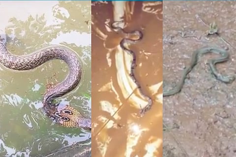 Kerala floods: Receding waters leave behind snakes in houses