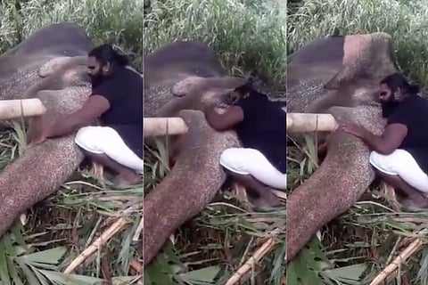 The elephant whisperer: Meet the man who sang a lullaby to a jumbo in viral video