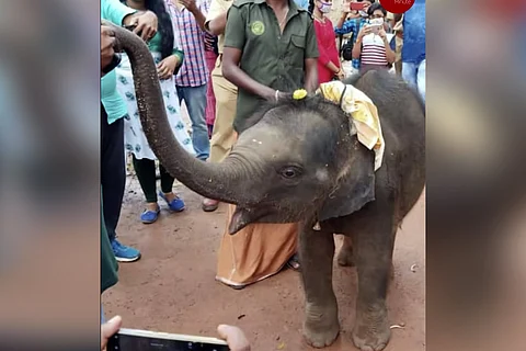 Kerala elephant calf Sreekutty, whose birthday video went viral, dies