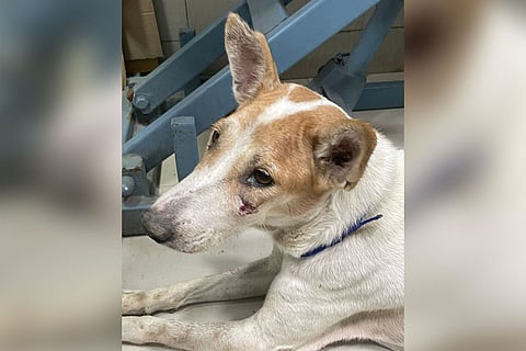 Stray animals rescued from IIT-M