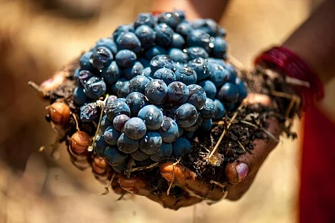 Sula wines to be sold at TASMAC soon