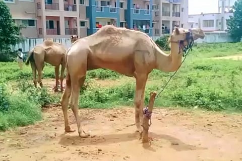 18 camels rescued in Hosur