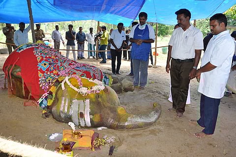 Ailing TN temple elephant dies a natural death, days after Madras HC allowed euthanasia