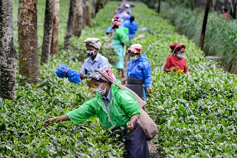 Women harvesting tea leaves