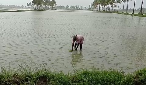 A farmer examining the damaged crops in a submerged field
