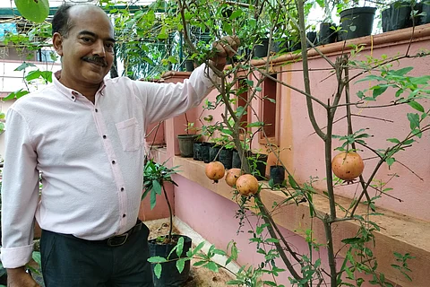Air potato, egg fruit: A peek into Mr Blany’s terrace garden in Mangaluru