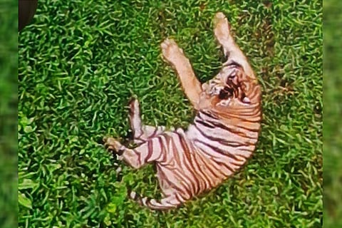 Tiger mauls man to death in Thannithode panchayat of Kerala