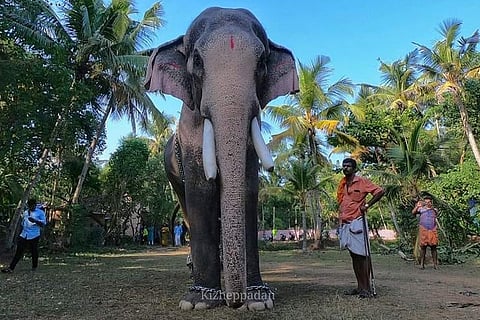 Housewarming ceremony in Kerala turns tragic, elephant tramples two to death